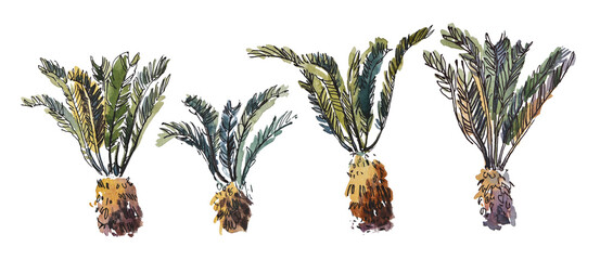 watercolor isolated sketch botany exotic plant tree fern tree from southern latitudes set - obrazy, fototapety, plakaty