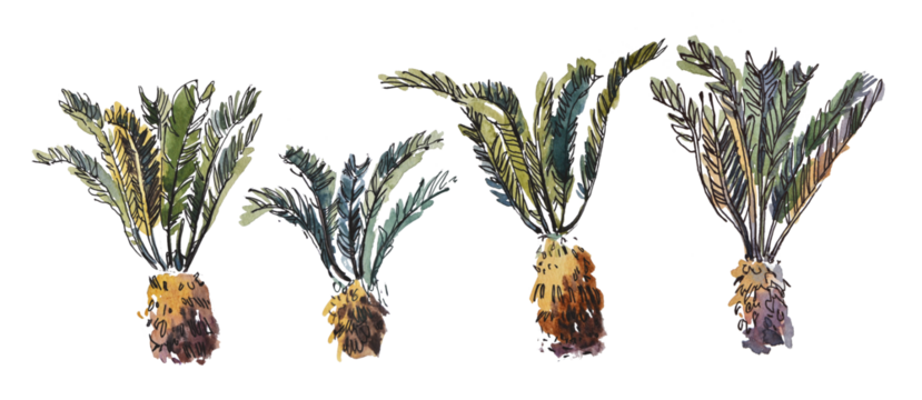 watercolor isolated sketch botany exotic plant tree fern tree from southern latitudes set