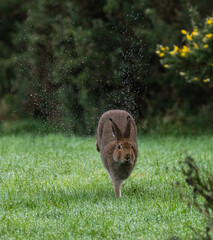Irish hare