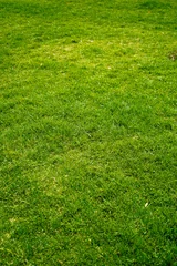 Fototapete Gras Green grass nature background, natural texture of plant in close-up