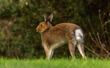 Irish hare