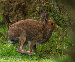Irish hare