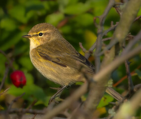 robin on a branch