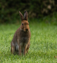 Irish hare