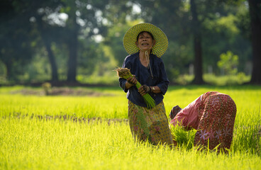 Naklejka na ściany i meble Two female farmers are working in the rice fields.