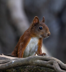 Red squirrel