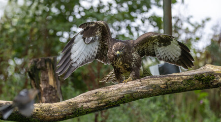 Common buzzard