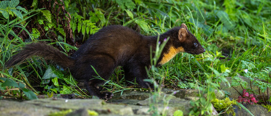 Pine marten