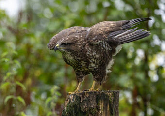 Common buzzard