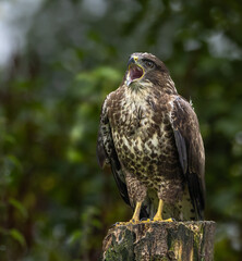 Common buzzard