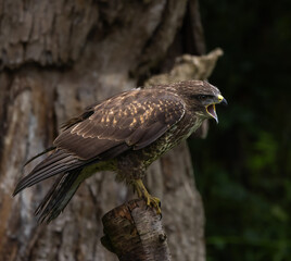 Common buzzard