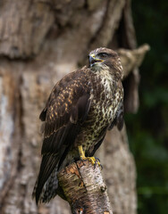 Common buzzard