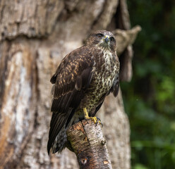 Common buzzard