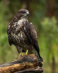 Common buzzard