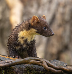 Pine marten
