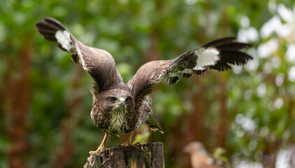 Common buzzard