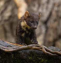 Pine marten