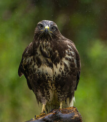 Common buzzard