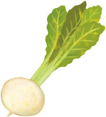 白かぶ 野菜 © shiori