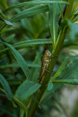 Close up of a grasshopper on a stem of a plant. Portrait orientation.