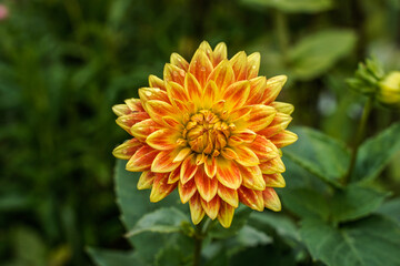 Orange and yellow dahlia flower in an outdoor garden space.