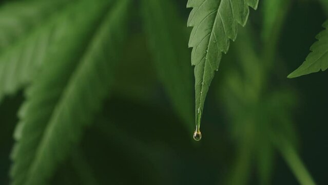 Hemp oil extract dropping from hemp leaf. Cannabis medical herbal extract. Medical CBD oil.