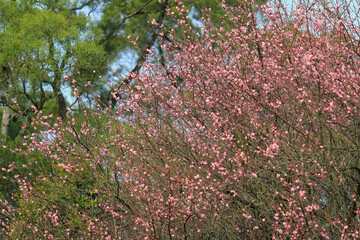 a pink blossom sukura flowers on a spring day