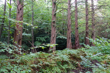 
Metasequoia glyptostroboides, the dawn redwood, is a fast-growing, endangered deciduous conifer. Cupressaceae family. Zingst, Germany.
