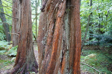 
Metasequoia glyptostroboides, the dawn redwood, is a fast-growing, endangered deciduous conifer. Cupressaceae family. Zingst, Germany.
