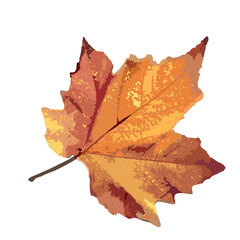 autumn maple leaf
