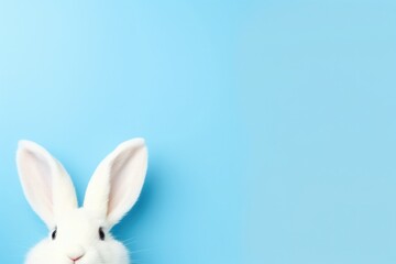 Easter bunny on blue background. Easter vacation concept.
