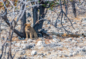 A view of a lion cub concealed close to a waterhole in the Etosha National Park in Namibia in the dry season