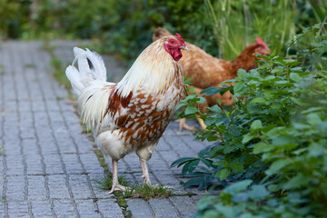 Rooster and hen on path outdoor in garden
