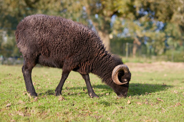 Young brown male ouessant sheep grazes on meadow