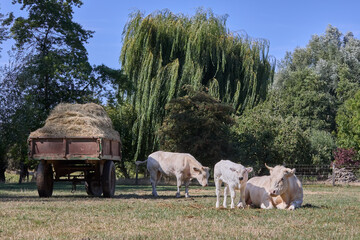 Rural scene with hay wagon on meadow and grazing cattle