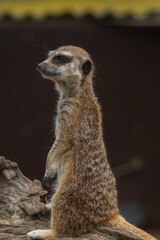 A meerkat or suricato.