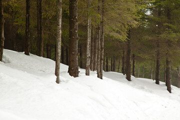 A quiet pine forest and beautiful views after heavy snowfall