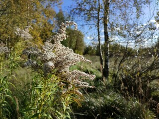 Dry faded flowers of Goldenrod or Solidago canadensis by the sea. Natural soft colors of late autumn, november sun golden hour. Autumn Solidago canadensis.