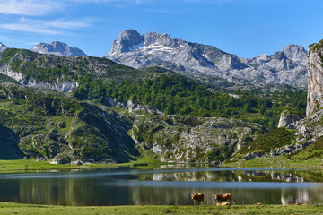 Cows grazing in Ercina Lake, Covadonga National Park (Asturias, Spain)