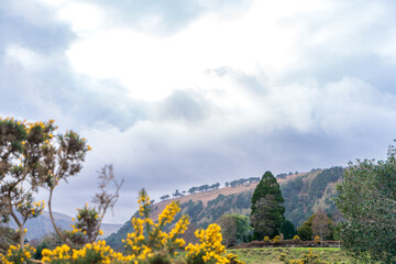 Wicklow Mountain range with a line of trees and gorse in the foreground under a cloudy sky in County Wicklow near Glendalough, Ireland