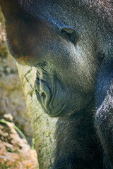 Adult male gorilla watching carefully