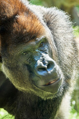 Adult male gorilla