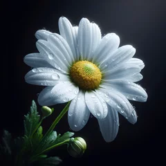 Poster Dewy daisy flower blossom on dark background © PrismaRuru