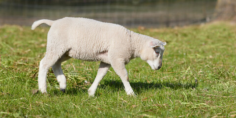 Obraz premium White lamb on the meadow