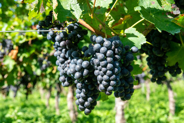 Large bunches of red wine grapes in vineyard.