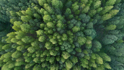 Aerial top view of summer green trees in forest in rural Finland. Drone photography - obrazy, fototapety, plakaty