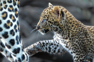 Cute Leopard cub. This leopard (Panthera pardus) cub is coming out of the den when his mother arrives -  in a Game Reserve in the Tuli Block in Botswana