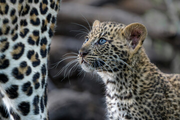 Cute Leopard cub. This leopard (Panthera pardus) cub is coming out of the den when his mother arrives -  in a Game Reserve in the Tuli Block in Botswana