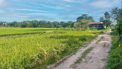 landscape with a house of a Assamese village | Village of Assam, India | Gumir Pather, Barpeta, Assam
