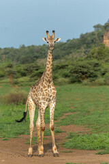 Giraffe walking in Mkuze Falls Game Reserve in Kwa Zulu Natal close to Mkuze in South Africa     